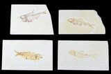 Lot: Green River Fossil Fish - Pieces #84129-1